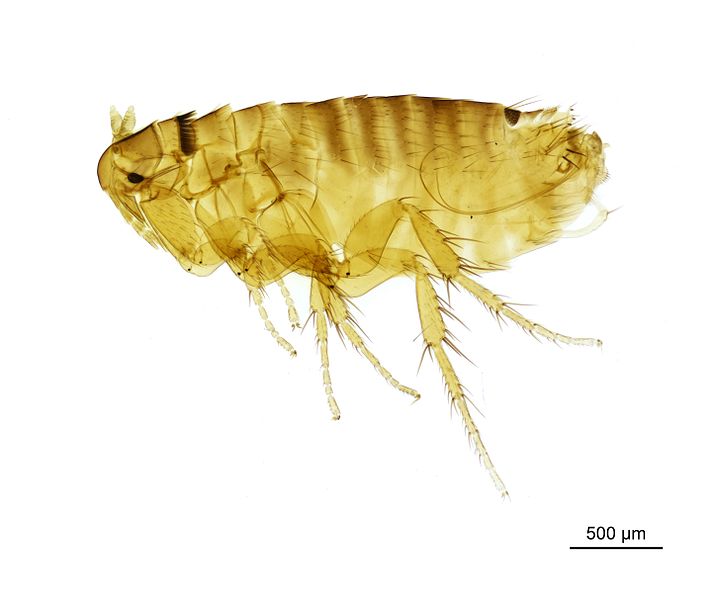 File:NHMUK010177297 A vole flea - Megabothris Gebiella rectangulatus (Wahlgren, 1903).jpg