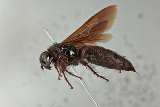 <i>Scolia carbonaria</i>