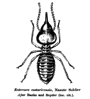 Nasutitermitinae Subfamily of termites