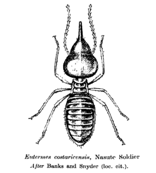 <span class="mw-page-title-main">Nasutitermitinae</span> Subfamily of termites