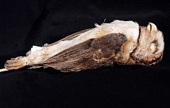 Naturalis Biodiversity Center - ZMA.AVES.47378 - Tyto inexspectata Schlegel, 1879 - Tytonidae - skin specimen.jpeg