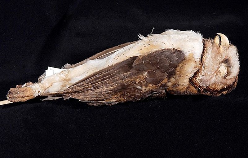 File:Naturalis Biodiversity Center - ZMA.AVES.47378 - Tyto inexspectata Schlegel, 1879 - Tytonidae - skin specimen.jpeg