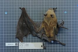 Hipposideros gigas