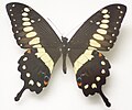 Papilio menestheus (Western Emperor Swallowtail)