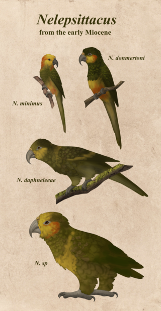 <i>Nelepsittacus</i> Extinct genus of birds