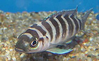 <i>Neolamprologus cylindricus</i> Species of fish