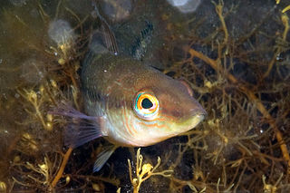 <span class="mw-page-title-main">Little weed whiting</span> Species of fish