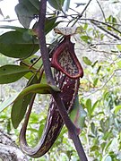 Nepenthes mapuluensis