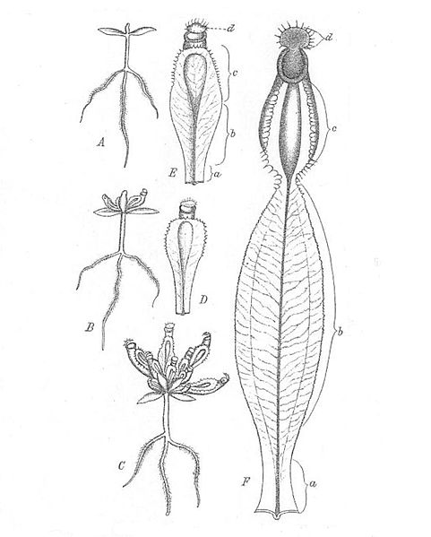 File:Nepenthes seedlings.jpg