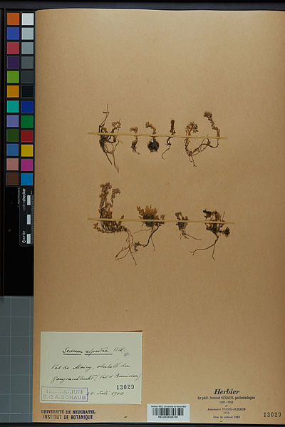 File:Neuchâtel Herbarium - Sedum alpestre - NEU000038739.jpg