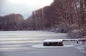 Neuhofener Altrhein im Winter