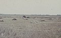 Neusiedl reed harvest. Tractor (wheels) sheaves. April 1965 (24442030108).jpg