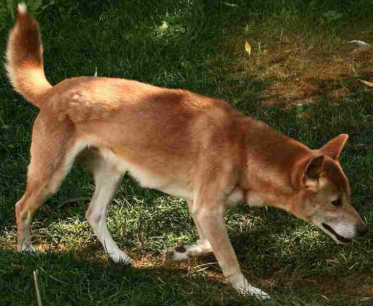 File:New Guinea Singing Dog on trail-Cropped.jpg