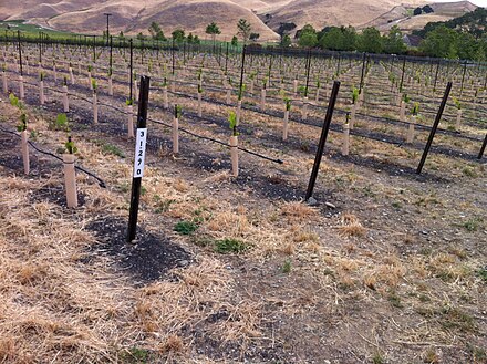 Vineyard additions in nearby Livermore