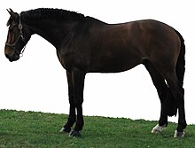 Photo d'un grand cheval bai musclé de profil en licol.