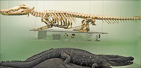 Fail:Nile_crocodile_skeleton.jpg