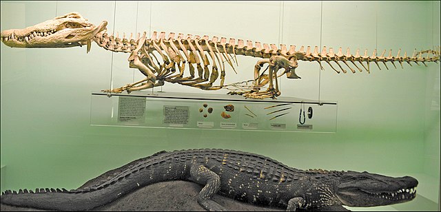 Mounted skeleton and taxidermy of Nile crocodile