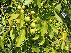 Noix en automne - walnuts.JPG
