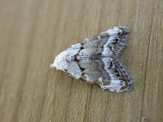 <i>Nola subchlamydula</i> Species of moth