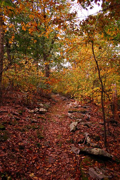 File:North-fork-trail-3 - West Virginia - ForestWander.jpg