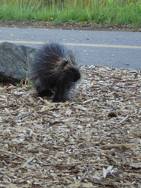 North American Porcupine (Erethizon dorsatum)