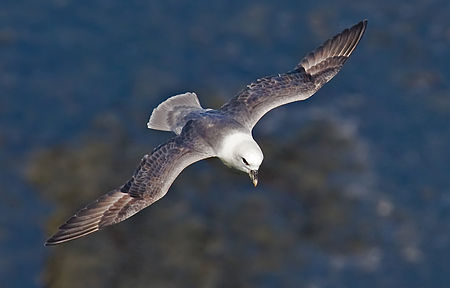 Hải âu Fulmar phương Bắc