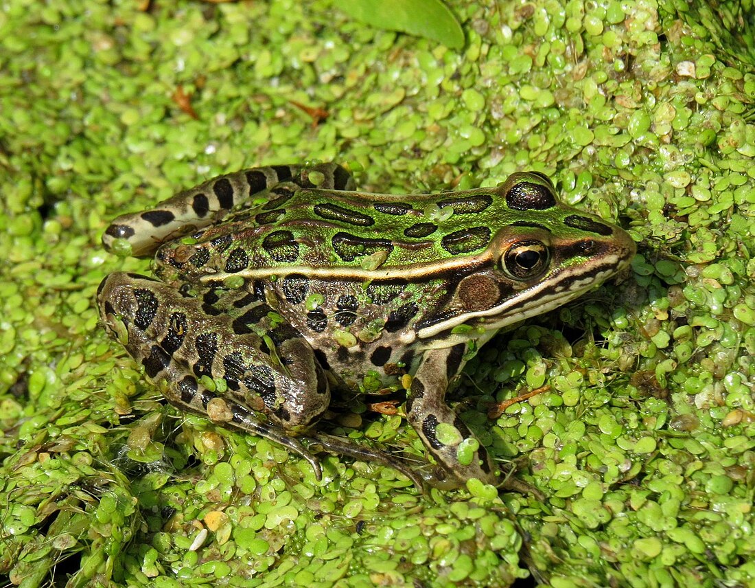 Lithobates