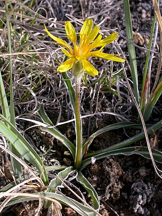 <i>Nothocalais cuspidata</i> Species of flowering plant