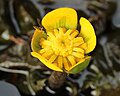 Thumbnail for Nuphar subintegerrima