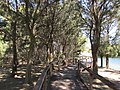 Wooden walkway at James McCusker Park, Iluka