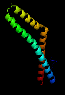 Occludin Wikipedia