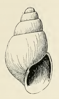 <i>Odostomia elsa</i> Species of gastropod