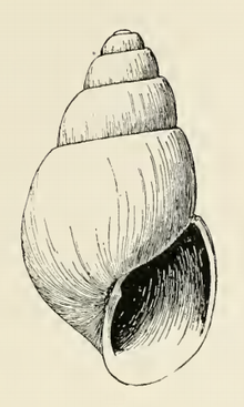 Odostomia elsa 001.png