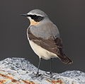 Wheatear male