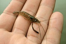 Ohio River Shrimp (Macrobrachium ohione).jpg