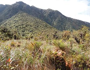 On Pampa of Quebrada Yanachaga at an altitude of 3000 m - ZooKeys-235-051-g009B.jpeg