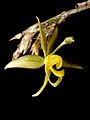 Oncidium brevicorne flower