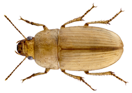 Ooidius ephippium