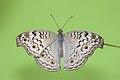 * Nomination Open wing Basking of Junonia atlites (Linnaeus, 1763) - Grey Pansy. By User:Anitava Roy --Atudu 07:27, 16 March 2024 (UTC) * Promotion  Support Good quality. --Poco a poco 08:47, 16 March 2024 (UTC)