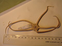 File:Ophioderma panamensis - OPH-000435 hab-ven.JPG (Category:Echinodermata in the Natural History Museum of Denmark)