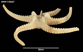 Ophiosteira antarctica (USNM).