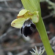 Ophrys omegaifera var. basilissa