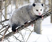 Opossum.