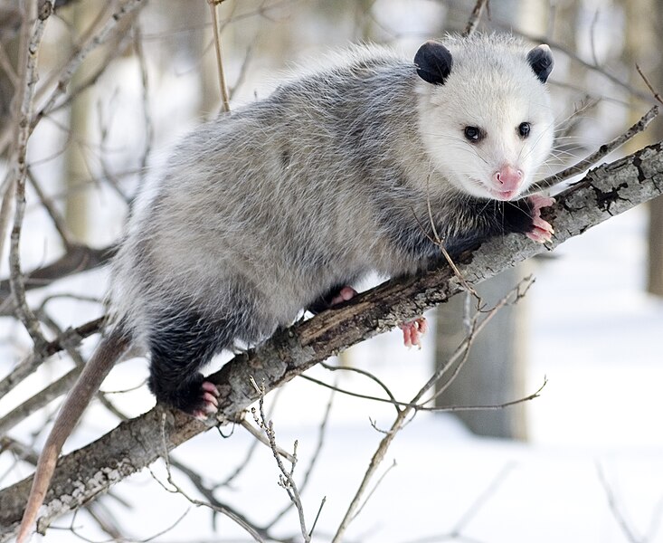 صورة:Opossum 3.jpg