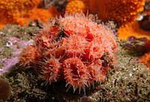 Orange cup coral.jpg