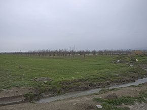 Orchards in Shabran Rayon.jpg