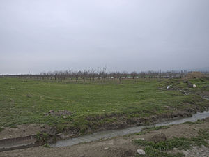 Orchards in Shabran Rayon.jpg