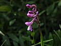 Anacamptis morio subsp. champagneuxii