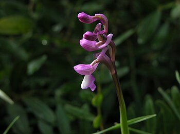 Orchis champagneuxii