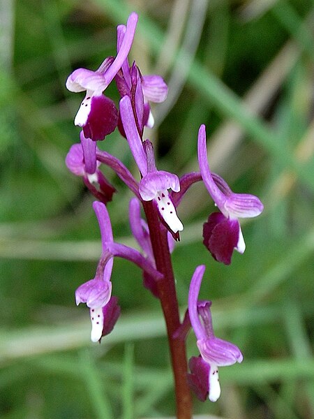 File:Orchis longicornu zingaro 093.jpg